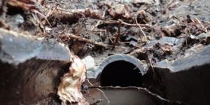 Wurzeleinwuchs 4.JPG