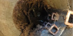 Wurzeleinwuchs 2.jpg