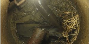 Wurzeleinwuchs 3.jpg